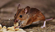 24 Hour & Emergency Exterminators in Fort Raleigh City, NC